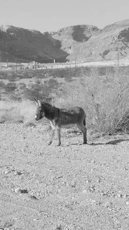 Wild burro near Blue Diamond, NV