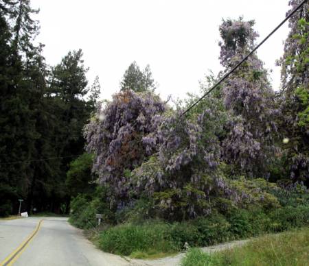Corralitos_WisteriaVine