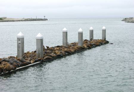 Moss_landing_SeaLions_Dock