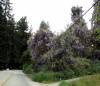 Corralitos_WisteriaVine.jpg