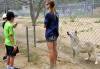 NM_Wolf_rescue-650.jpg