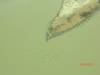 2011-06-04_Lake_Eyre_001_152_.jpg