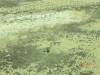 2011-06-04_Lake_Eyre_001_154_.jpg