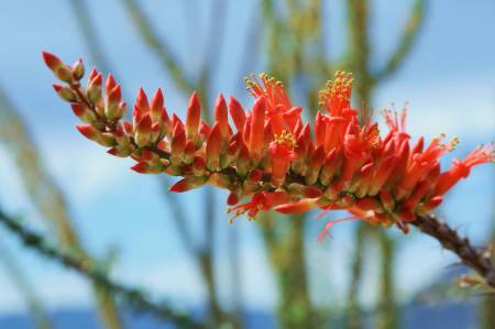 Ocotillos in bloom in early April
