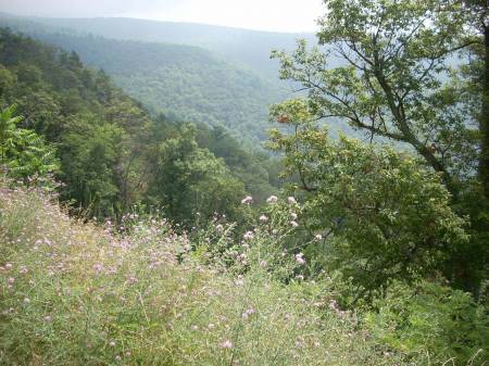 Scenic