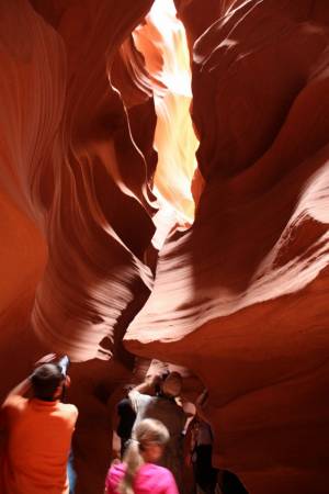 antelope 9