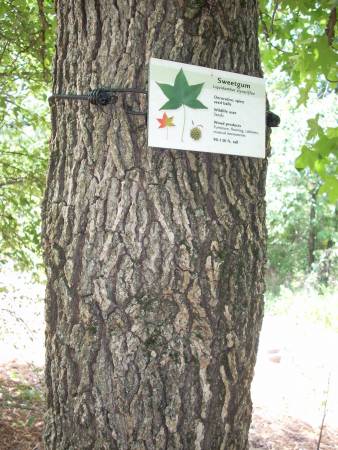 Sweet Gum tree