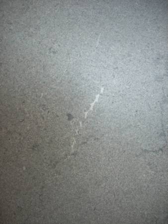 Fossil embedded in the Capitol floor