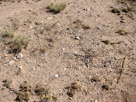 Trinity Site