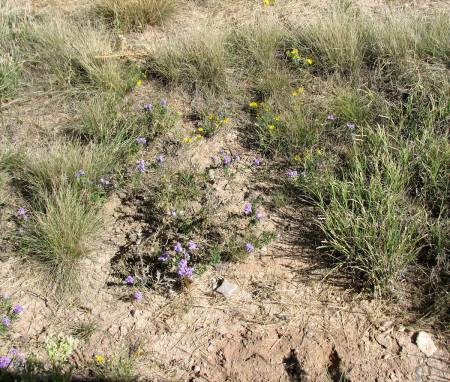 Trinity Site