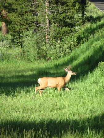 Deer in Lamar Valley