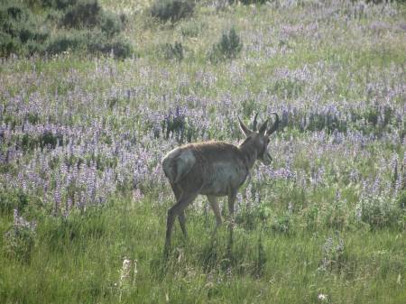 Pronghorn in Lamar