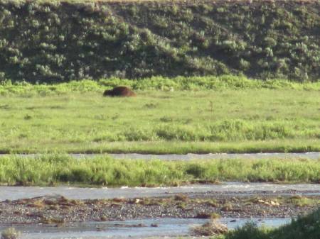 Buffalo in Lamar