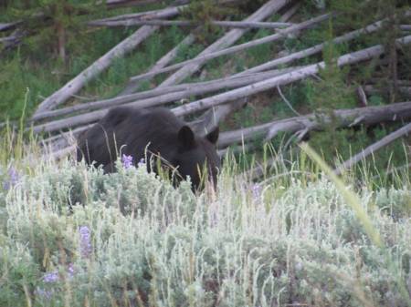Black Bear