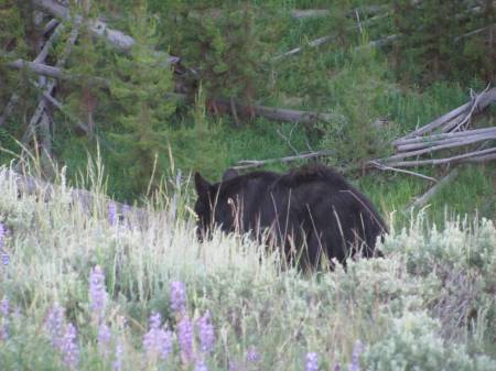Black Bear