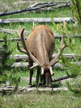 Elk in Upper Geyser Basin