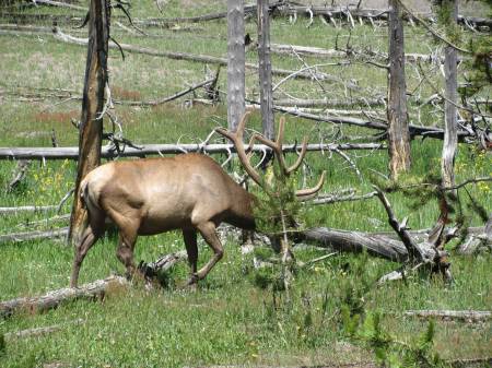 Elk in Upper Geyser Basin