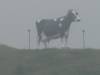 Yellowstone_025.JPG