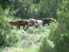 Yellowstone_044.JPG