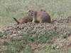 Yellowstone_050.JPG