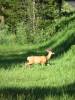 Yellowstone_171.JPG
