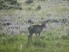 Yellowstone_176.JPG