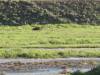 Yellowstone_178.JPG