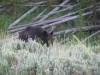 Yellowstone_185.JPG