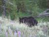 Yellowstone_187.JPG