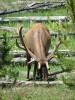 Yellowstone_226.JPG