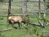 Yellowstone_230.JPG