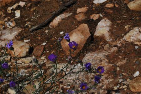 Grand Canyon National Park