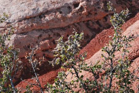 Garden of the Gods