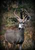 deer2.jpg