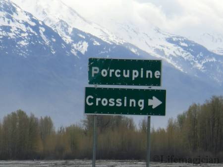 Porcupine Crossing