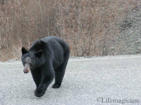 Bear on Alcan near Haines Jnctn