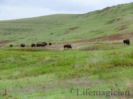 National Bison Ranch