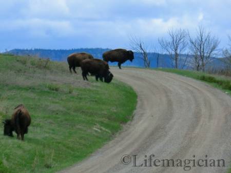 National Bison Ranch