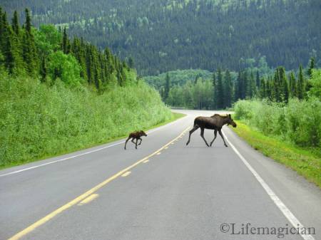 Elliott Hwy Moose