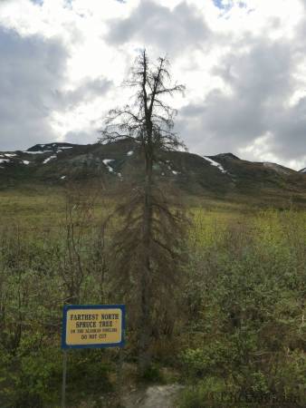 Farthest North Spruce