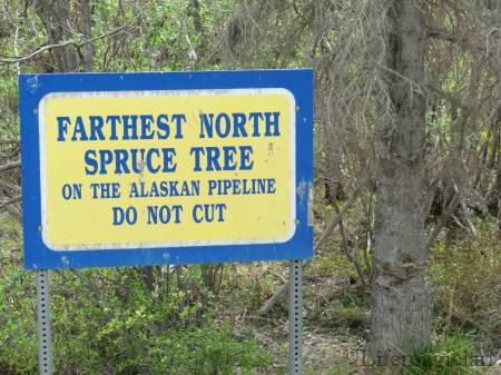 Farthest North Spruce