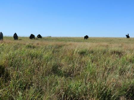 Buffalo at Missouri Welcome Center