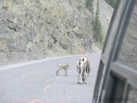 Sheep / Lamb