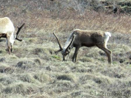 Caribou