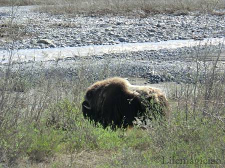 Muskox