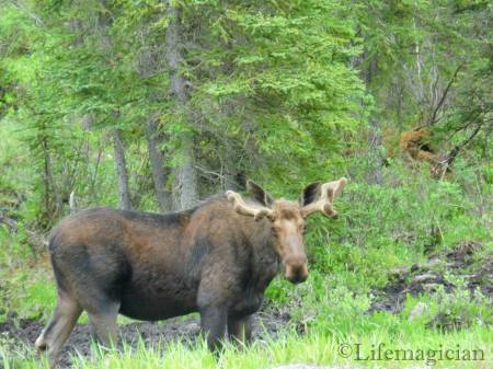 To Ft Nelson - Moose