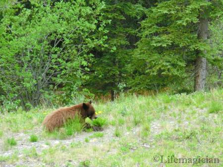 To Ft Nelson - Brown Bear