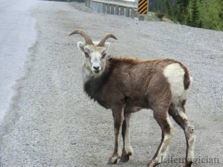 To Ft Nelson - Dall Sheep