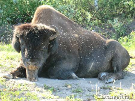 Wood Bison