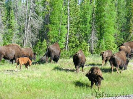 Wood Bison